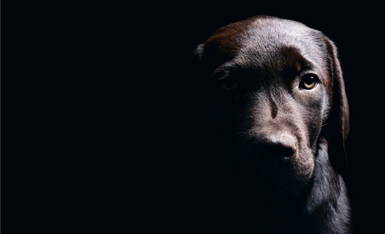 Chocolate Labrador Puppy