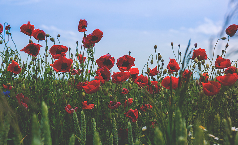 poppy field