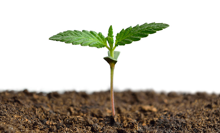 Legalization in Canada
