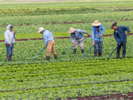 Immigrant farm workers
