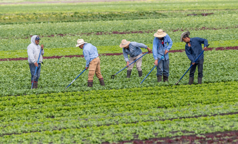 Immigrant farm workers