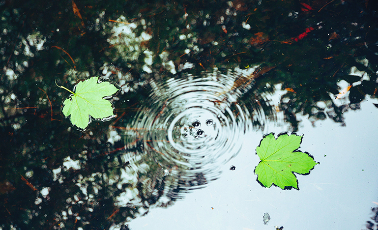 Green maple leaves floating in water
