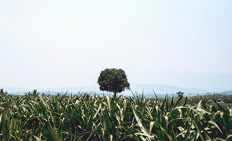 grassy landscape with a tree in the distance