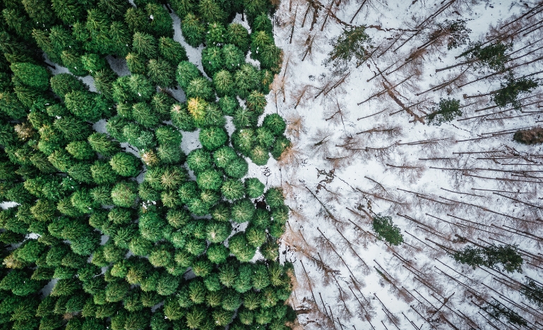 A forest and a clearcut