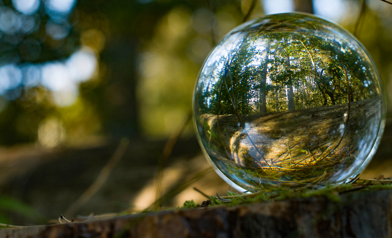 A marble in the forest