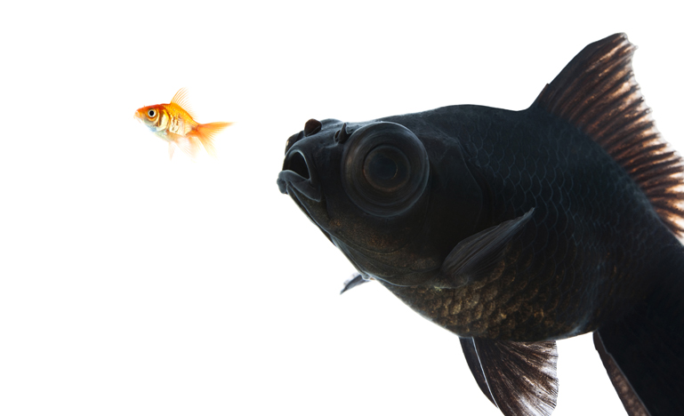 Big fish following small fish