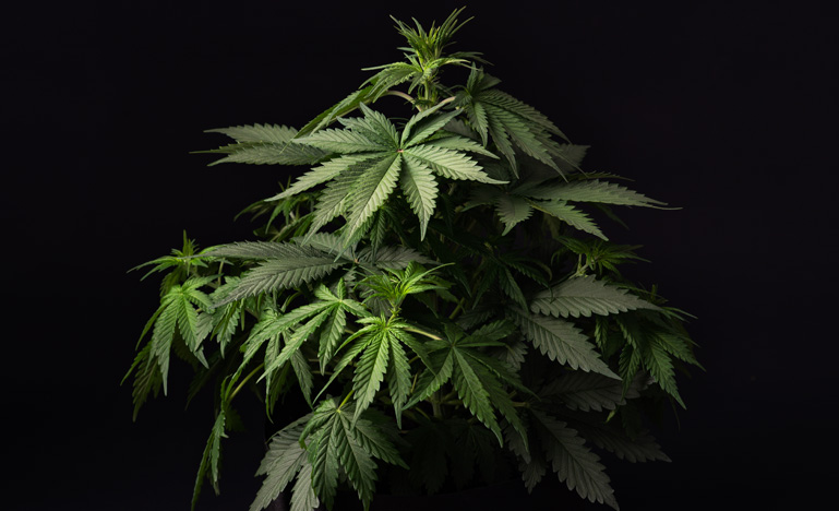 Cannabis plant on black background
