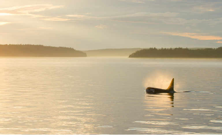 Orca at sunset