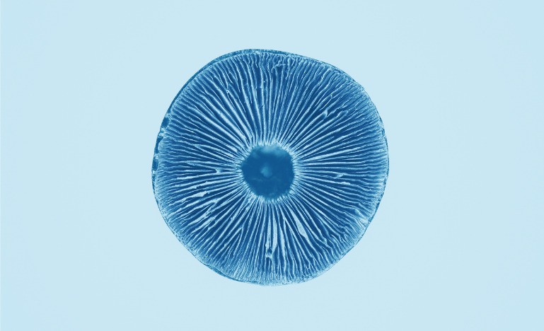 Patterns on a magic mushroom