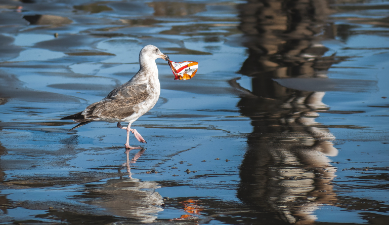 Bird and plastic