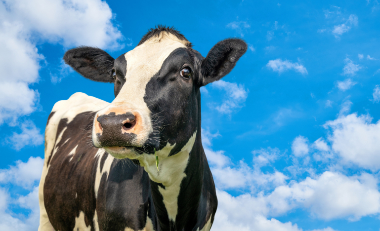Cow in the room