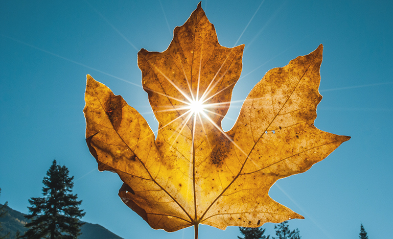 Maple leaf with sunlight in the back