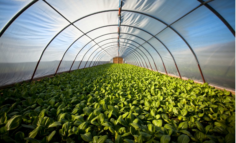 greenhouse farming