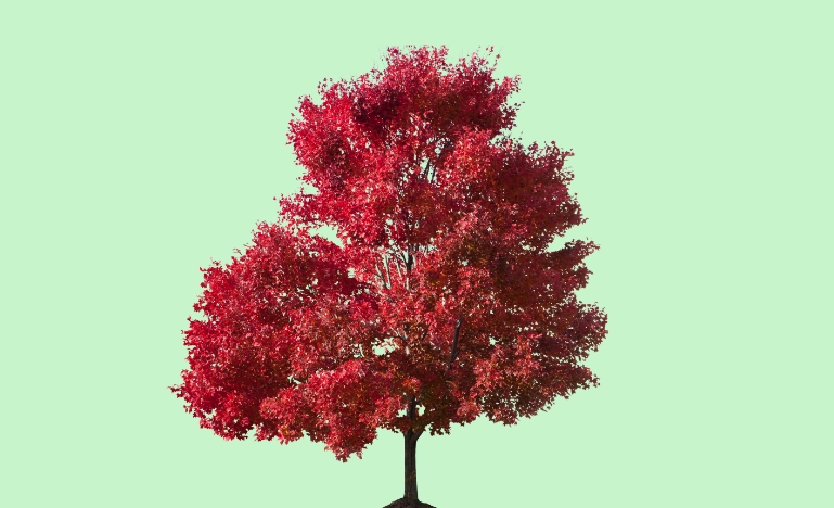Living tree
