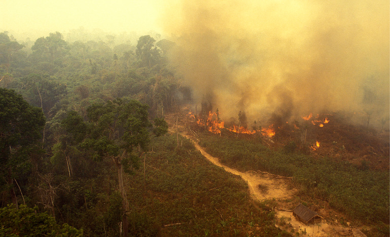 Fire in the Amazon