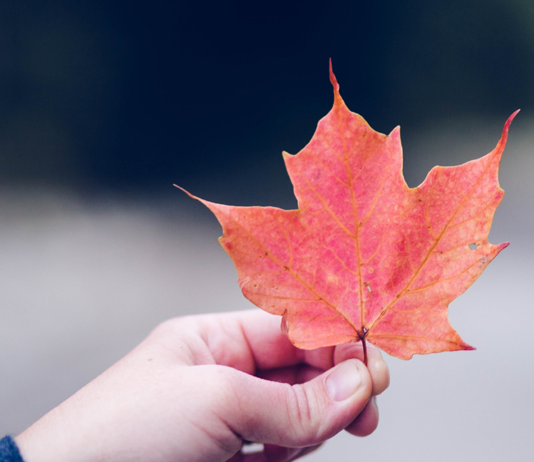 Person holds a red maple leaf