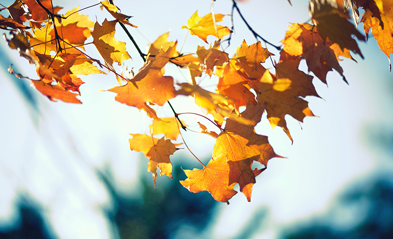Photo of leaves on a maple tree