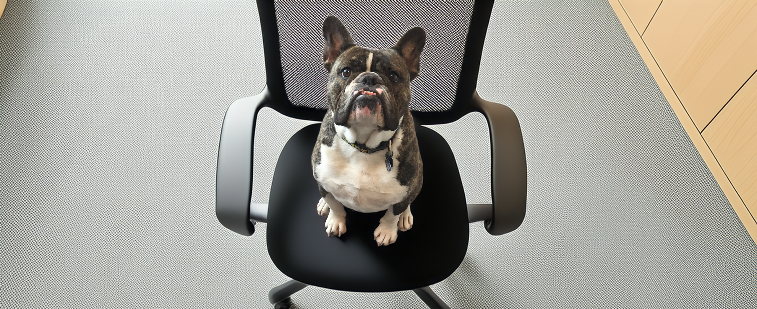 Roscoe brings a calm vibe to Forte Workplace Law