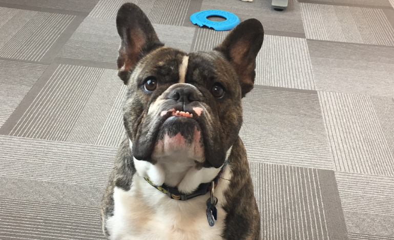 Roscoe apporte une ambiance sereine à Forte Workplace Law