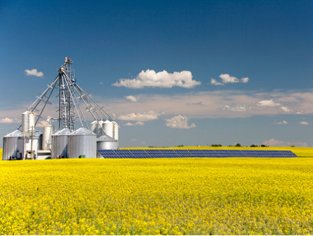 Canola field powered by solar panels