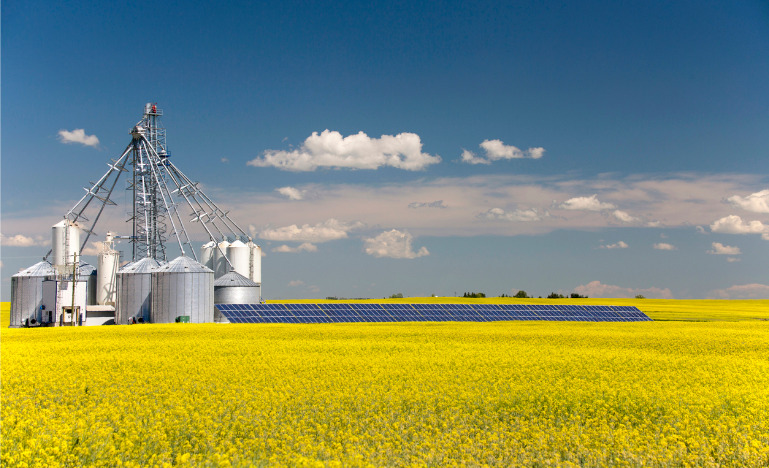 Canola field powered by solar panels