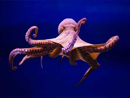 Common octopus