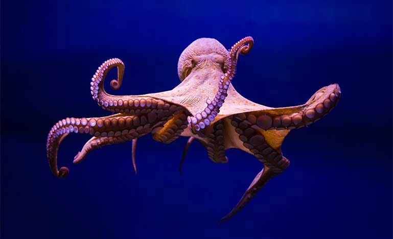 Common octopus