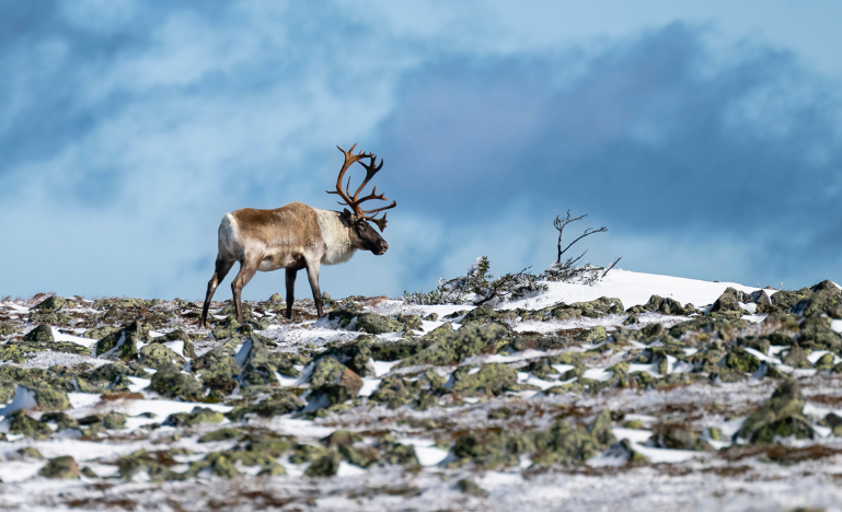 A Gaspésie Woodland Caribou