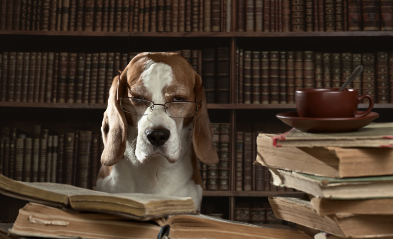 A dog wearing glasses, sitting in front of a bookcase full of law