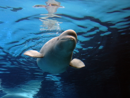 Un béluga en captivité nage dans un bassin