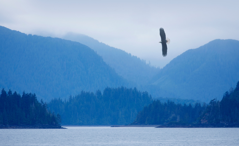A bald eagle soars over Haida Gwaii