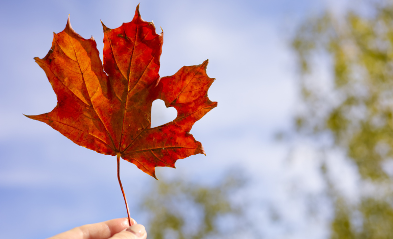 Une feuille d'érable rouge sur fond de ciel bleu
