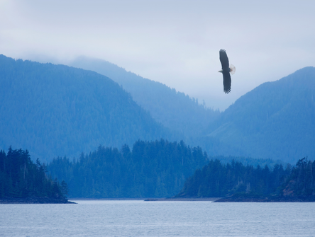 A bald eagle soars over Haida Gwaii