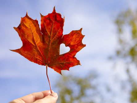Une feuille d'érable rouge sur fond de ciel bleu