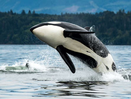 A southern resident killer whale breaches in Cowichan Bay off Vancouver Island